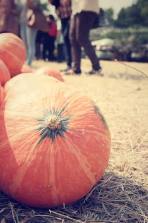 fresh pumpkinsの写真素材