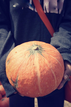 fresh pumpkins