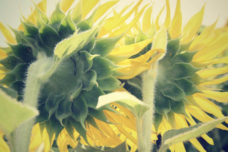Field of sunflowersの写真素材