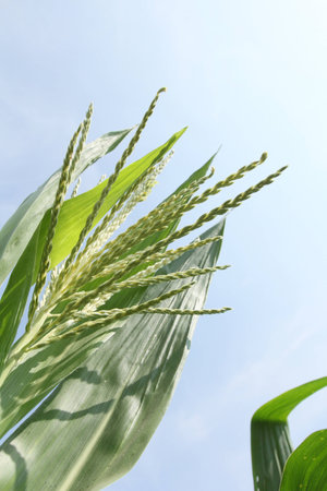 Corn fieldの写真素材