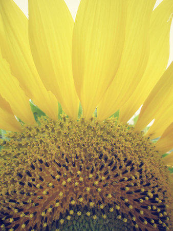 sunflowersの写真素材