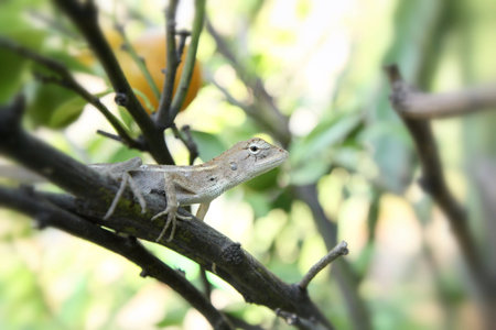 Brown thai lizard