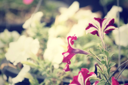 petunias flowerの写真素材