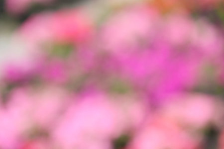 blurred of flowersの写真素材