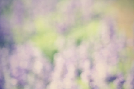 blurred  of flowersの写真素材