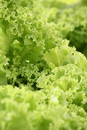 lettuce
