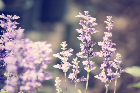 purple salvia flowersの写真素材