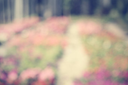 blurred of flowersの写真素材