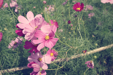 Field of pink cosmos flowersの写真素材