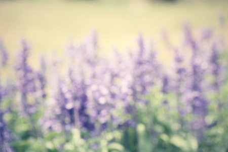 Blurred  of flowersの写真素材