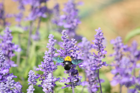Purple salvia flowers with insectの写真素材