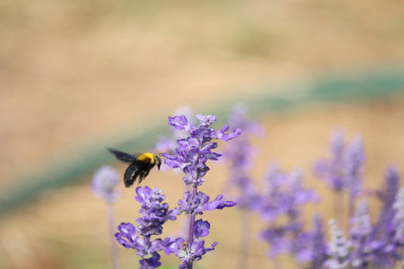 Purple salvia flowers with insect