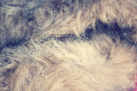 Fur coatの写真素材
