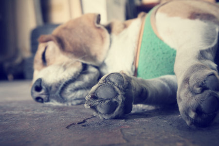 Dog sleeping