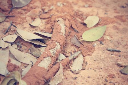 Termites nestの写真素材