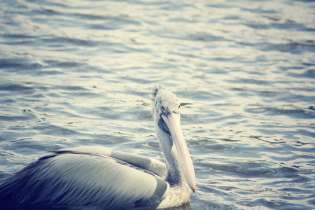 Pelicanの写真素材