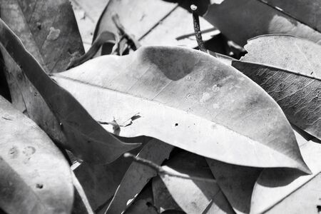 Dried leavesの写真素材