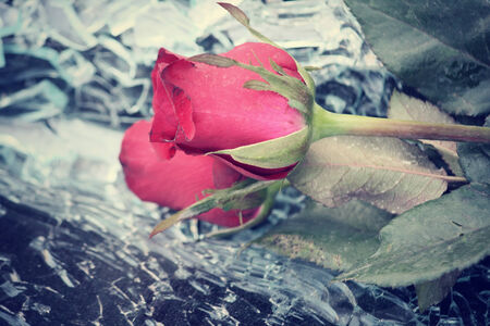 Red rosesの写真素材