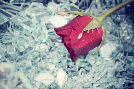 Red rosesの写真素材