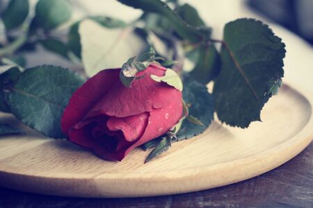 Red roseの写真素材