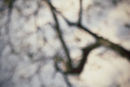 Blurred of tree branchesの写真素材