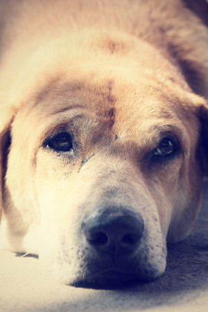 Dog lookingの写真素材