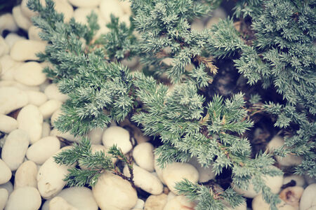 Fern treeの写真素材