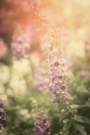 Purple salvia flowersの写真素材