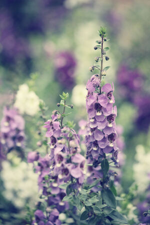 Purple salvia flowersの写真素材