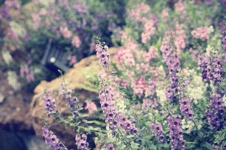Purple salvia flowersの写真素材
