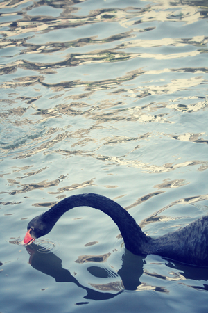 Swimming a black swan.の写真素材