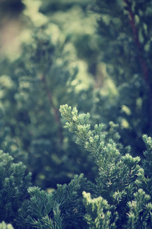 Fern leaves