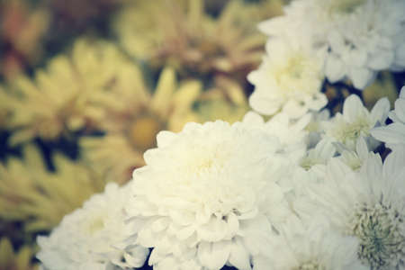 Gerbera flowersの写真素材