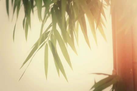 Bambooの写真素材