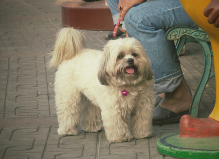 Dog lookingの写真素材