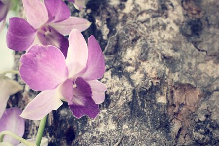 Orchid flowersの写真素材