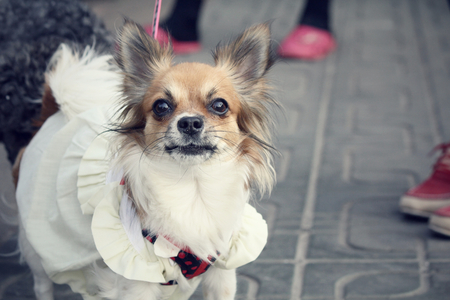 Chihuahuaの写真素材