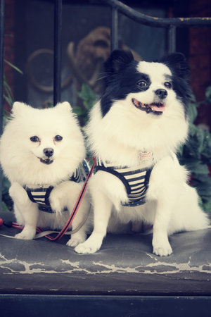 Chihuahua and pomeranian