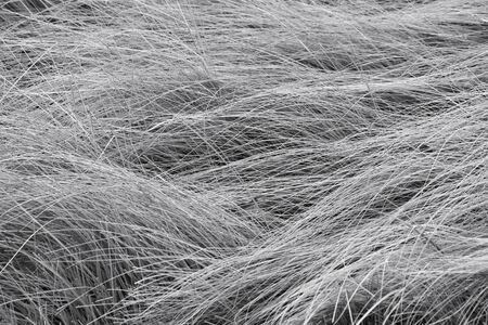 Grass backgroundの写真素材