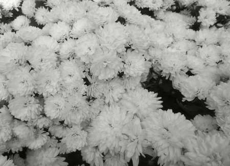 Chrysanthemum flowersの写真素材