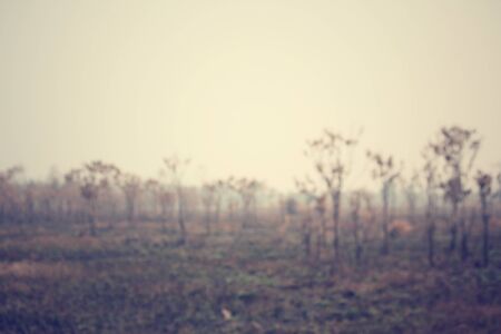 Blurred of forest after a bushfireの写真素材