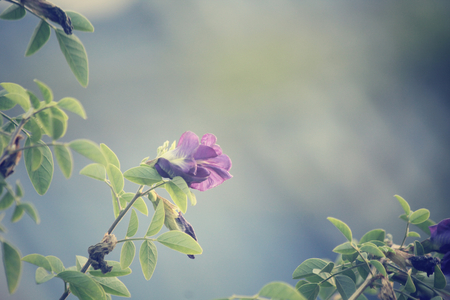 Butterfly peaの写真素材