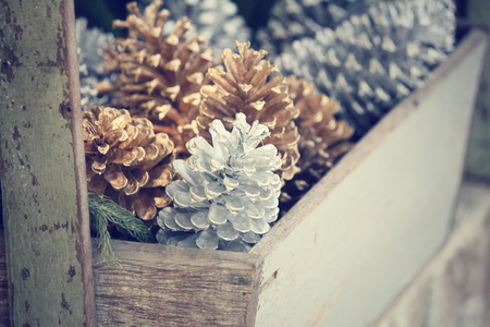 Pine coneの写真素材