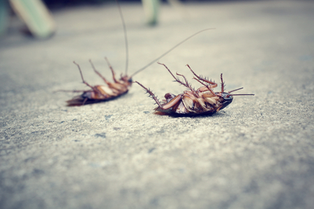 Cockroachの写真素材