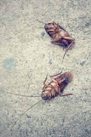 Cockroachの写真素材