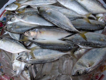Fresh fishの写真素材