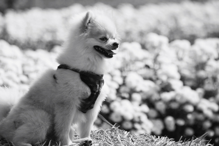 Pomeranian dogの写真素材