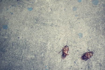 Cockroach