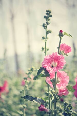 Hollyhock flowersの写真素材