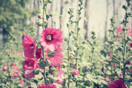Hollyhock flowersの写真素材